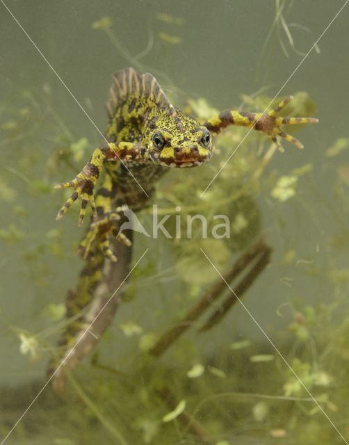 Marmersalamander (Triturus marmoratus)