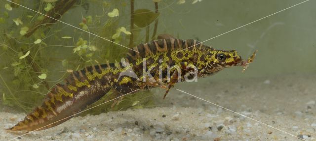 Marbled Newt (Triturus marmoratus)