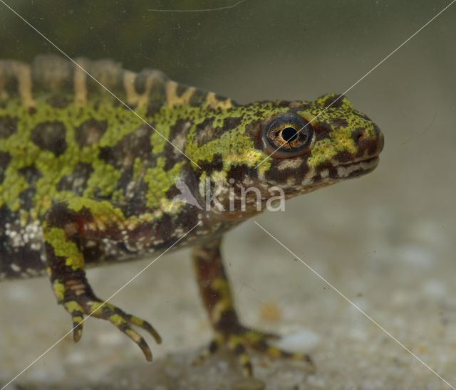 Marbled Newt (Triturus marmoratus)