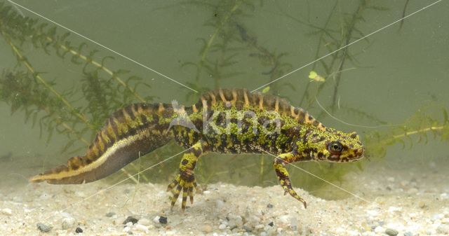 Marbled Newt (Triturus marmoratus)