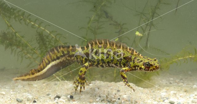 Marmersalamander (Triturus marmoratus)