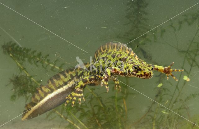 Marmersalamander (Triturus marmoratus)