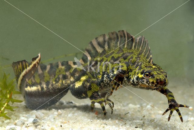 Marbled Newt (Triturus marmoratus)