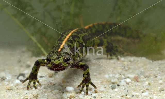 Marbled Newt (Triturus marmoratus)