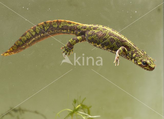 Marmersalamander (Triturus marmoratus)
