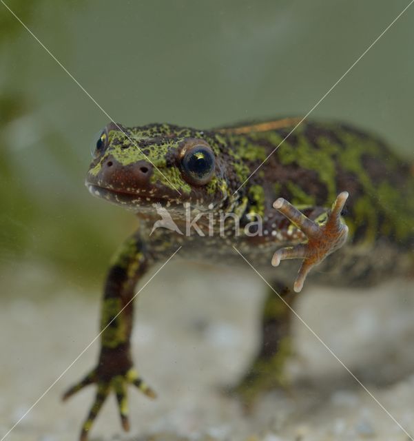 Marmersalamander (Triturus marmoratus)