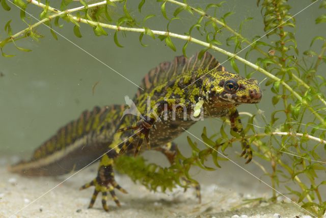 Marmersalamander (Triturus marmoratus)