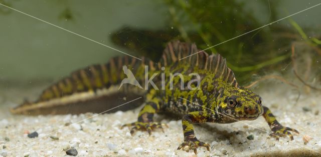 Marmersalamander (Triturus marmoratus)