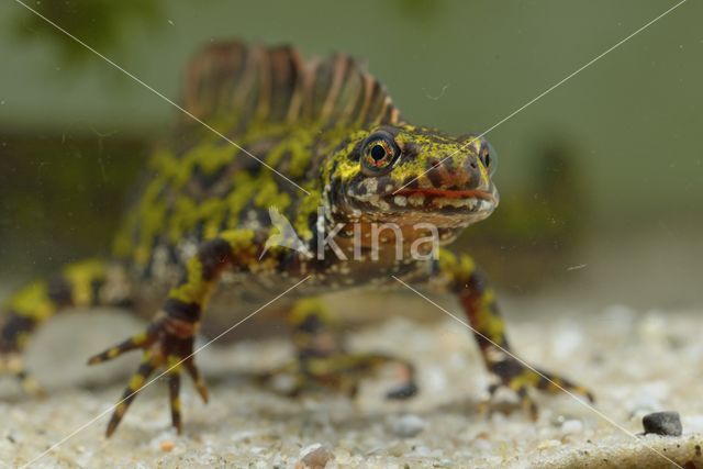 Marmersalamander (Triturus marmoratus)