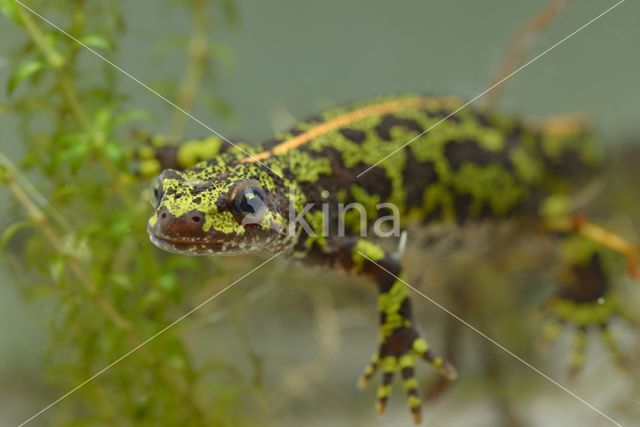 Marmersalamander (Triturus marmoratus)