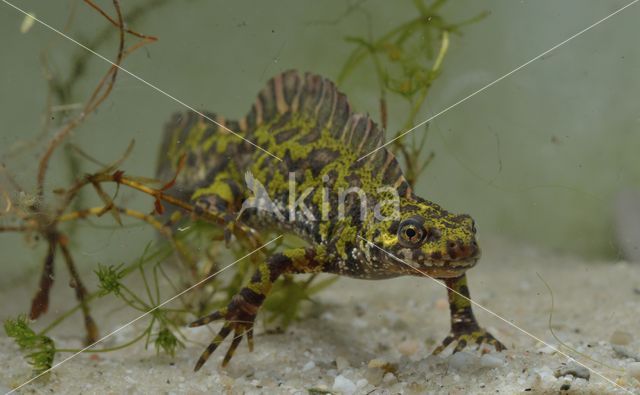 Marbled Newt (Triturus marmoratus)