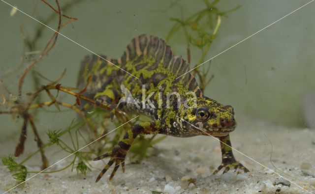 Marmersalamander (Triturus marmoratus)