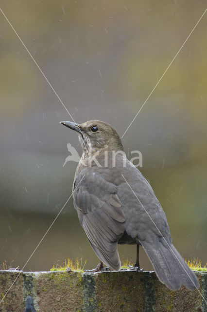 Merel (Turdus merula)