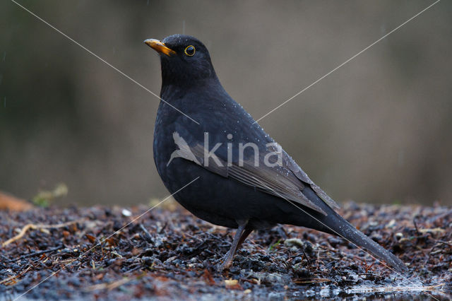 Merel (Turdus merula)