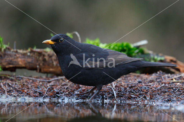 Merel (Turdus merula)