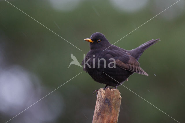 Merel (Turdus merula)