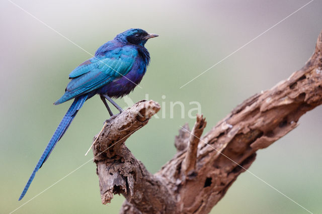Meves's Glossy-Starling (Lamprotornis mevesii)