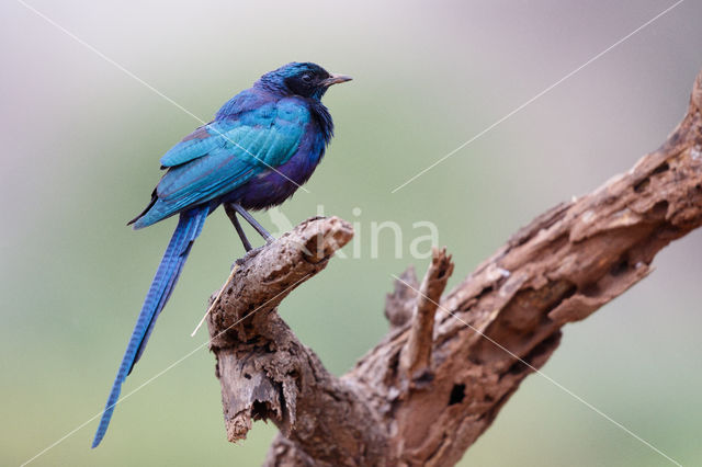 Meve's Langstaartglansspreeuw (Lamprotornis mevesii)