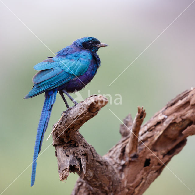 Meve's Langstaartglansspreeuw (Lamprotornis mevesii)