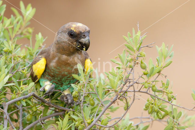 Meyer's Parrot (Poicephalus meyeri)