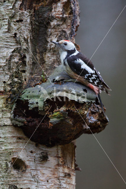 Middelste Bonte Specht (Dendrocopos medius)