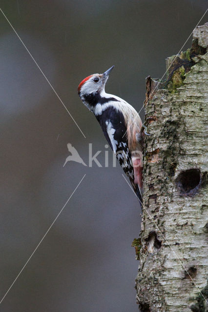 Middle Spotted Woodpecker (Dendrocopos medius)