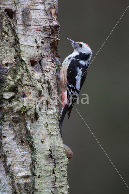 Middle Spotted Woodpecker (Dendrocopos medius)