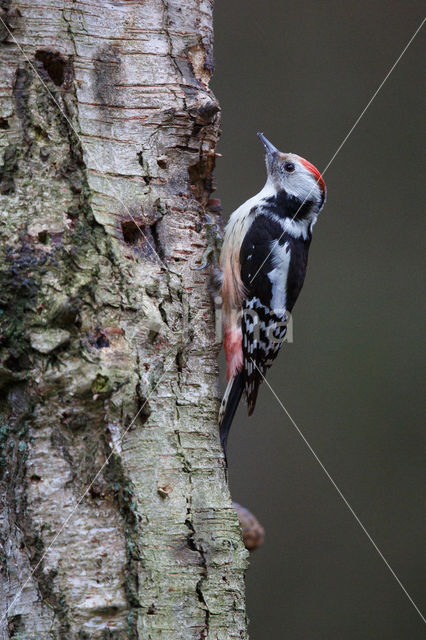 Middelste Bonte Specht (Dendrocopos medius)