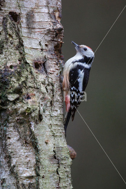 Middelste Bonte Specht (Dendrocopos medius)