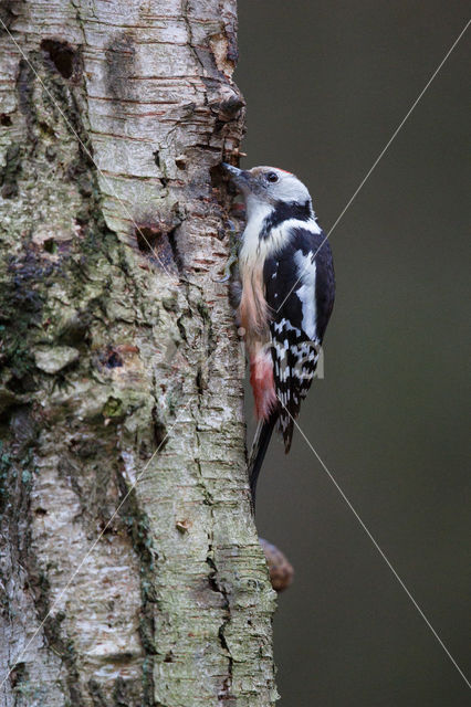 Middle Spotted Woodpecker (Dendrocopos medius)