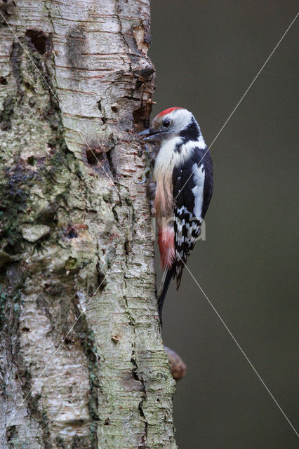 Middelste Bonte Specht (Dendrocopos medius)