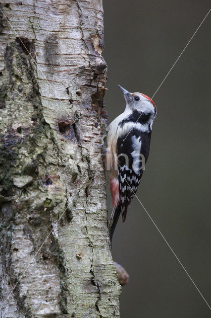 Middelste Bonte Specht (Dendrocopos medius)