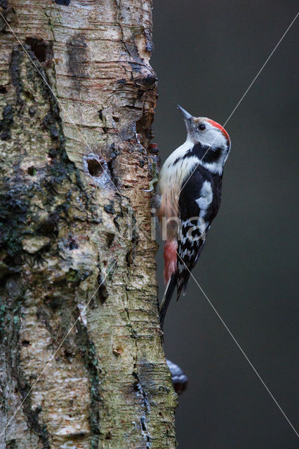 Middelste Bonte Specht (Dendrocopos medius)