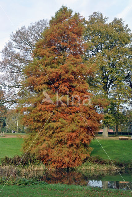 Moerascipres (Taxodium distichum)