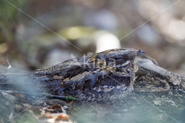 Red-necked nightjar (Caprimulgus ruficollis)