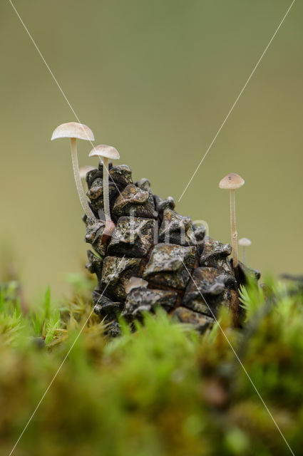 Conifercone Cap (Baeospora myosura)