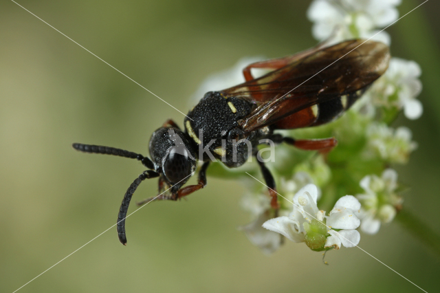 Nysson maculosus