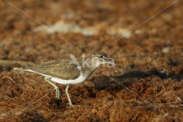 Common Sandpiper (Actitis hypoleucos)