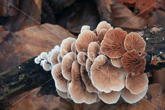 Oorzwammetje (Crepidotus sp.)