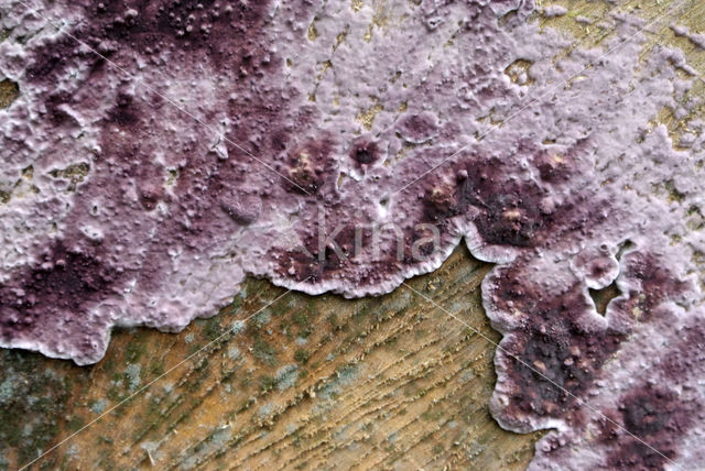 Paarse korstzwam (Chondrostereum purpureum)