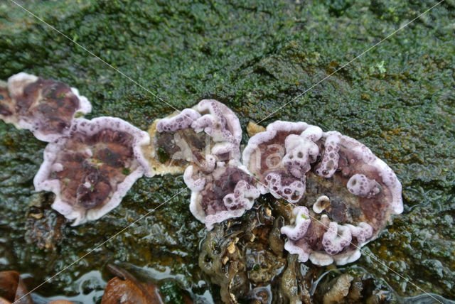 Paarse korstzwam (Chondrostereum purpureum)
