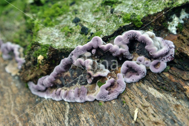 Paarse korstzwam (Chondrostereum purpureum)