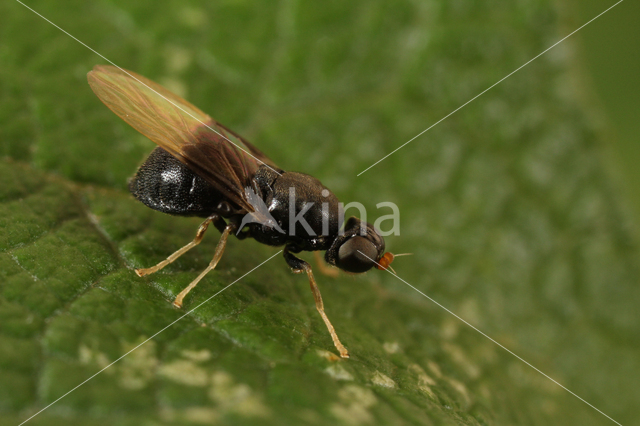 dark-winged black (Pachygaster atra)