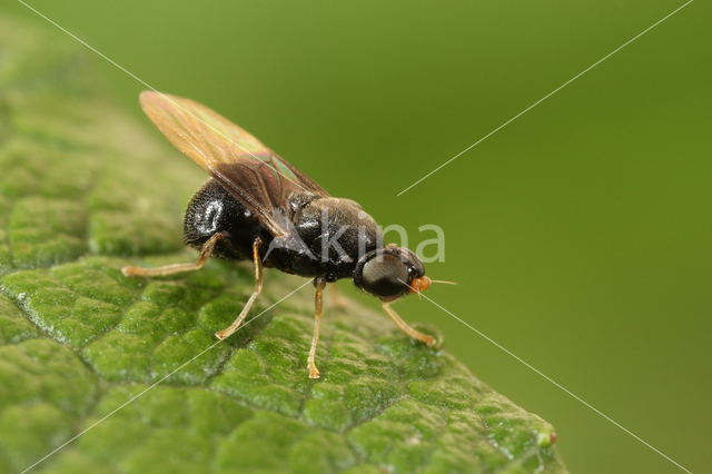 Pachygaster atra