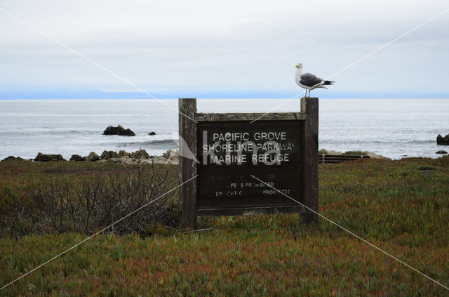 Western Gull (Larus occidentalis)