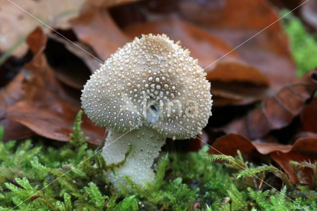 Common puffball (Lycoperdon perlatum)