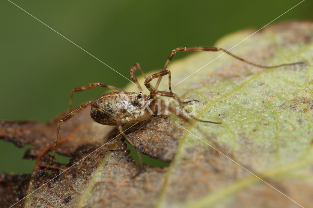 Paroligolophus agrestis