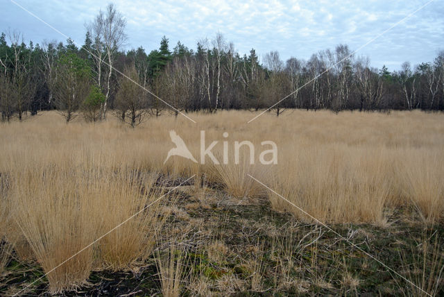 Pijpestrootje (Molinia caerulea)