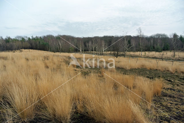 Pijpestrootje (Molinia caerulea)