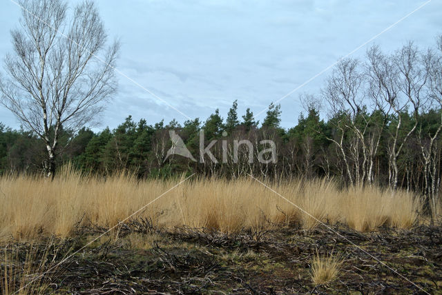 Pijpestrootje (Molinia caerulea)